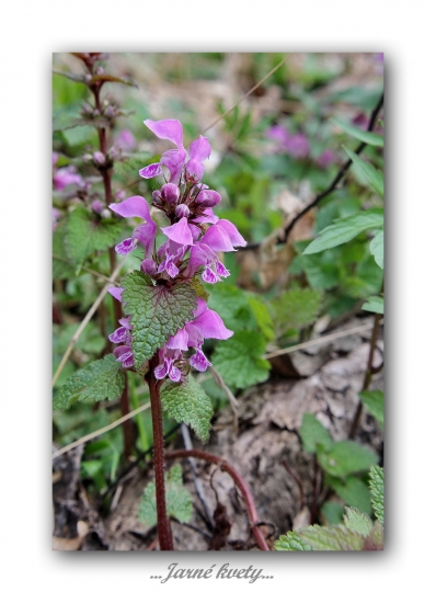 Hluchavka škvrnitá