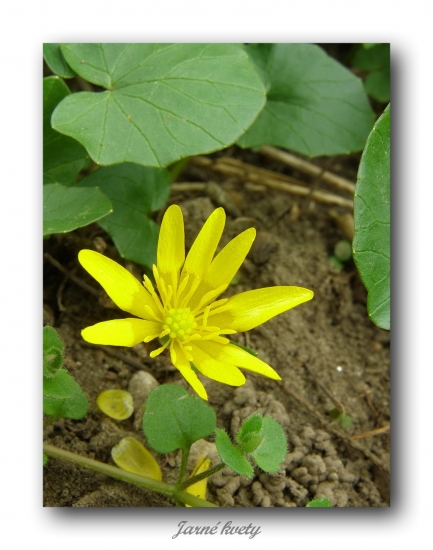 blyskáč cibuľkatý