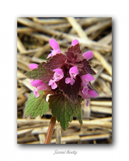 Hluchavka purpurová