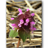 Hluchavka purpurová