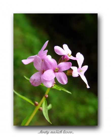 zubačka cibuľkonosná