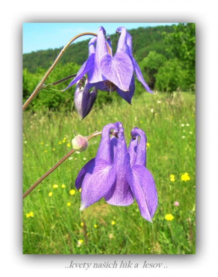 orlíček obyčajný