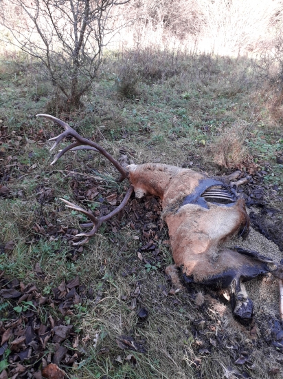 Pekný štrnástorák