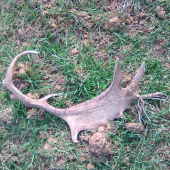 čerstvý