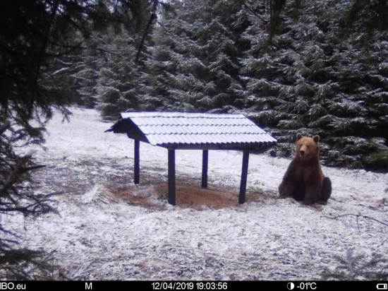 Ursus domesticus