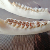 Srnec 5r