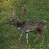 Daniel vyšiel na večeru.