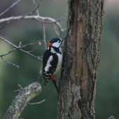 Datel Veľký, Denrocopos Major