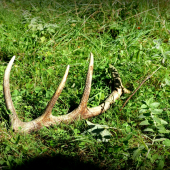 Zabudnutý 10-torááááčik