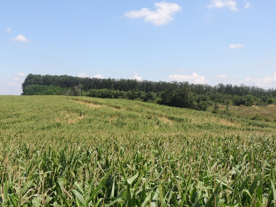 Škody od diviakov na kukurici.