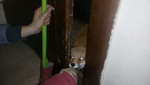 Paročka jej chutila