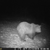 silvestrovský maco.