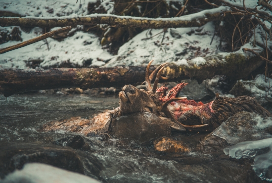 svorka si pochutnala