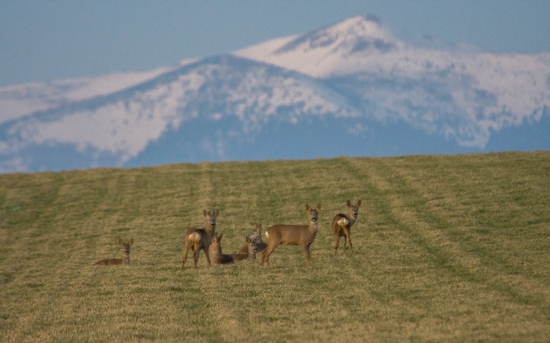 Srnčia pod hrebeňom Malej Fatry