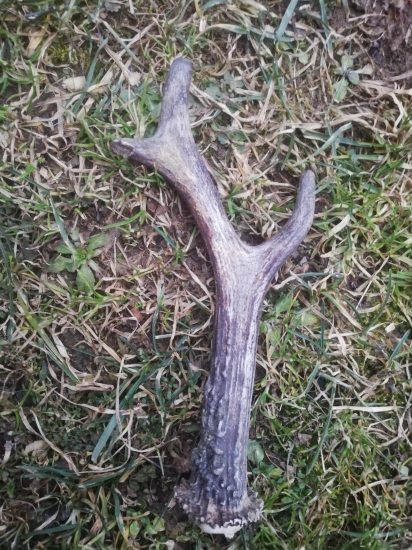 15.2.2020 prvý srnčí