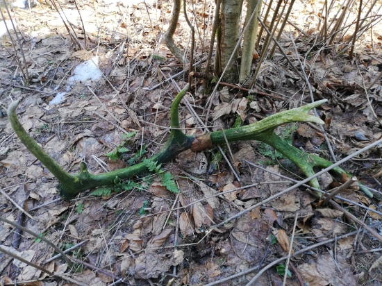 prvý  jelení zostal v lese