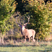 V rannom slnečnom svetle..