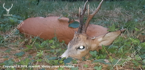 Srnčia ruja 2019