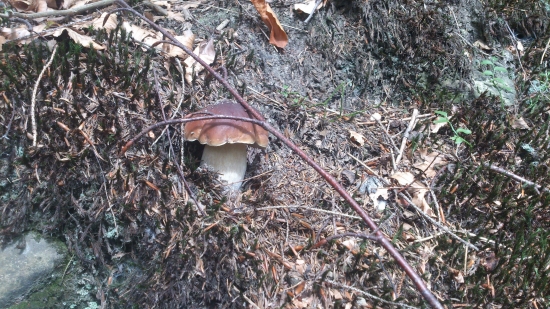 Už aj u nás rastúúú!:-D