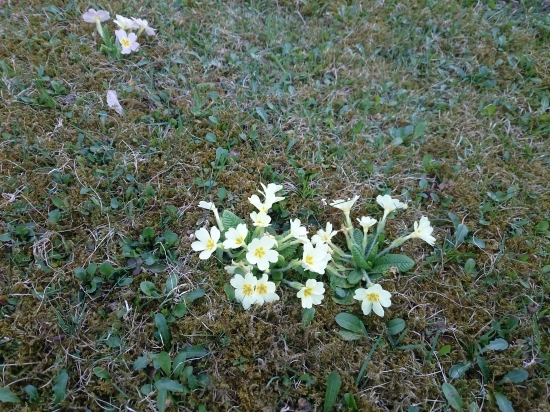 Prvosienka veľkokvetá