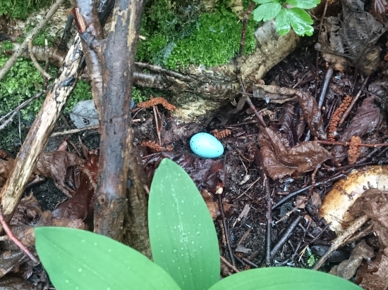 Vypadnuté z hniezda