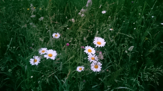 Margaretky