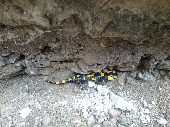 Salamandra škvrnitá
