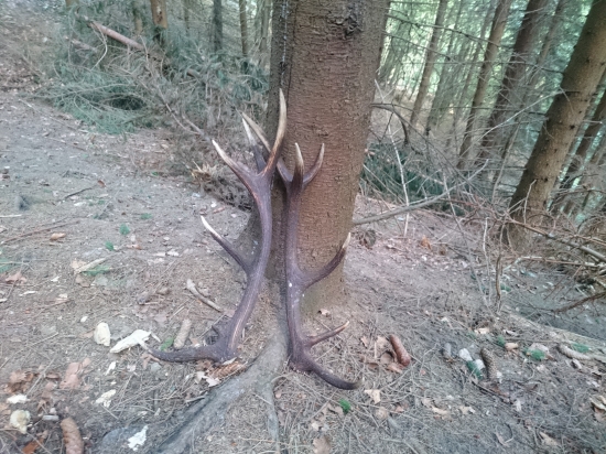 Pri prerezavani chodníka