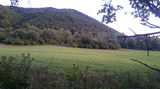 Čakanie na jeleňa