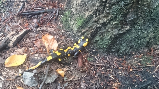 Salamandra škvrnitá