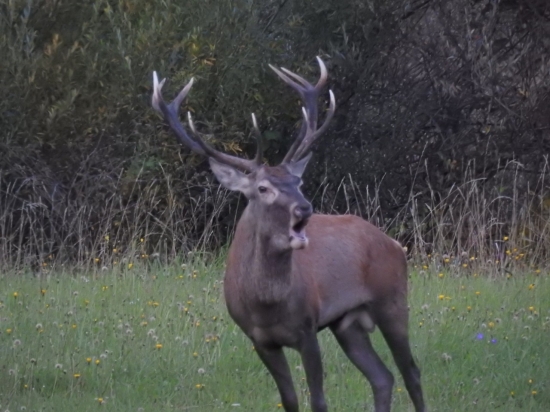 Jelenia ruja