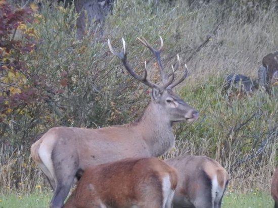 Ruja 2019