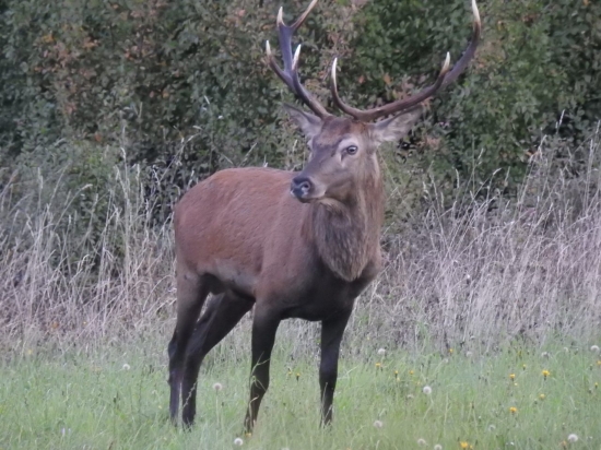Ruja 2019