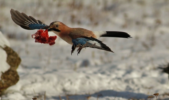 o raňajky postarané