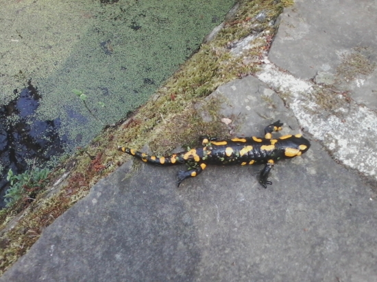 salamandra škvrnita