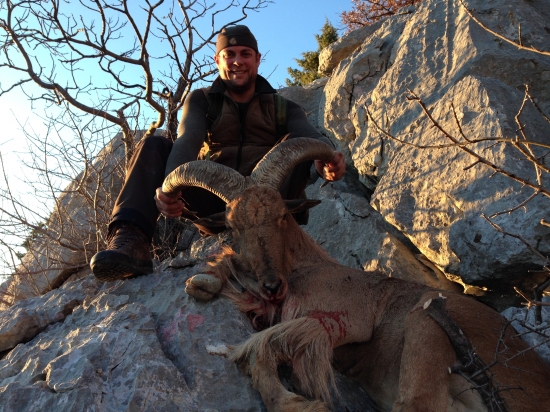 Aoudad - Barbary Sheep