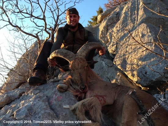 Aoudad - Barbary Sheep