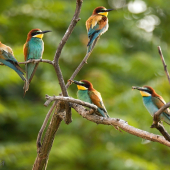 Bylo krásné je i jen pozorovat