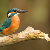 ledňáček říční