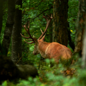 Kráľ hlboko v horách