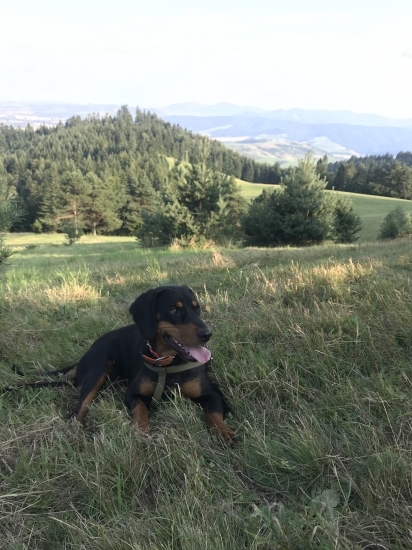 Dara z Manínca