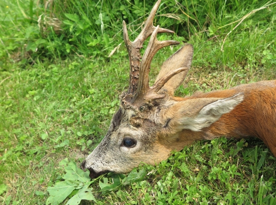 Osmerák opět s boční růží