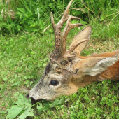 Osmerák opět s boční růží