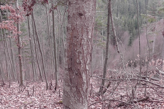 Medvedí strom