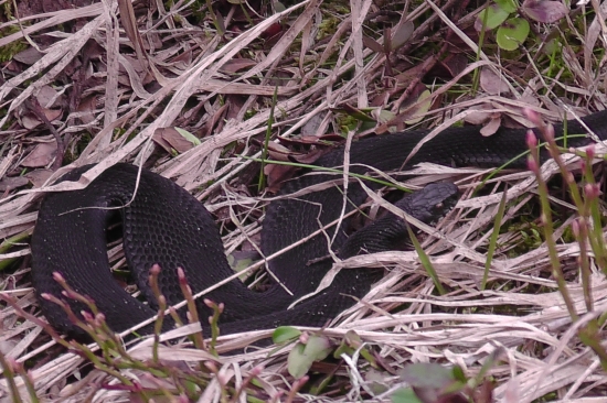 Skrehnutá vretenica