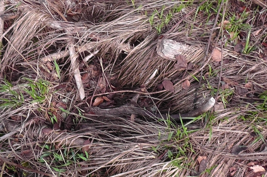 o meter ďalej pravý.