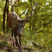 Jelienok na dosah ruky