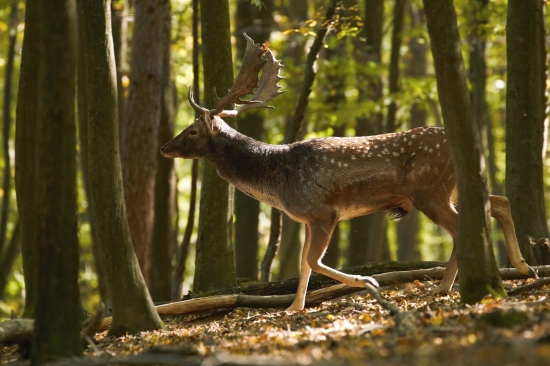 Klusom
