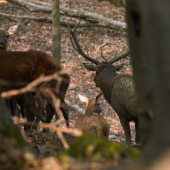jeleň a jeho družky