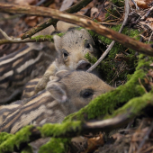 Pár cvakov a rýchlo preč